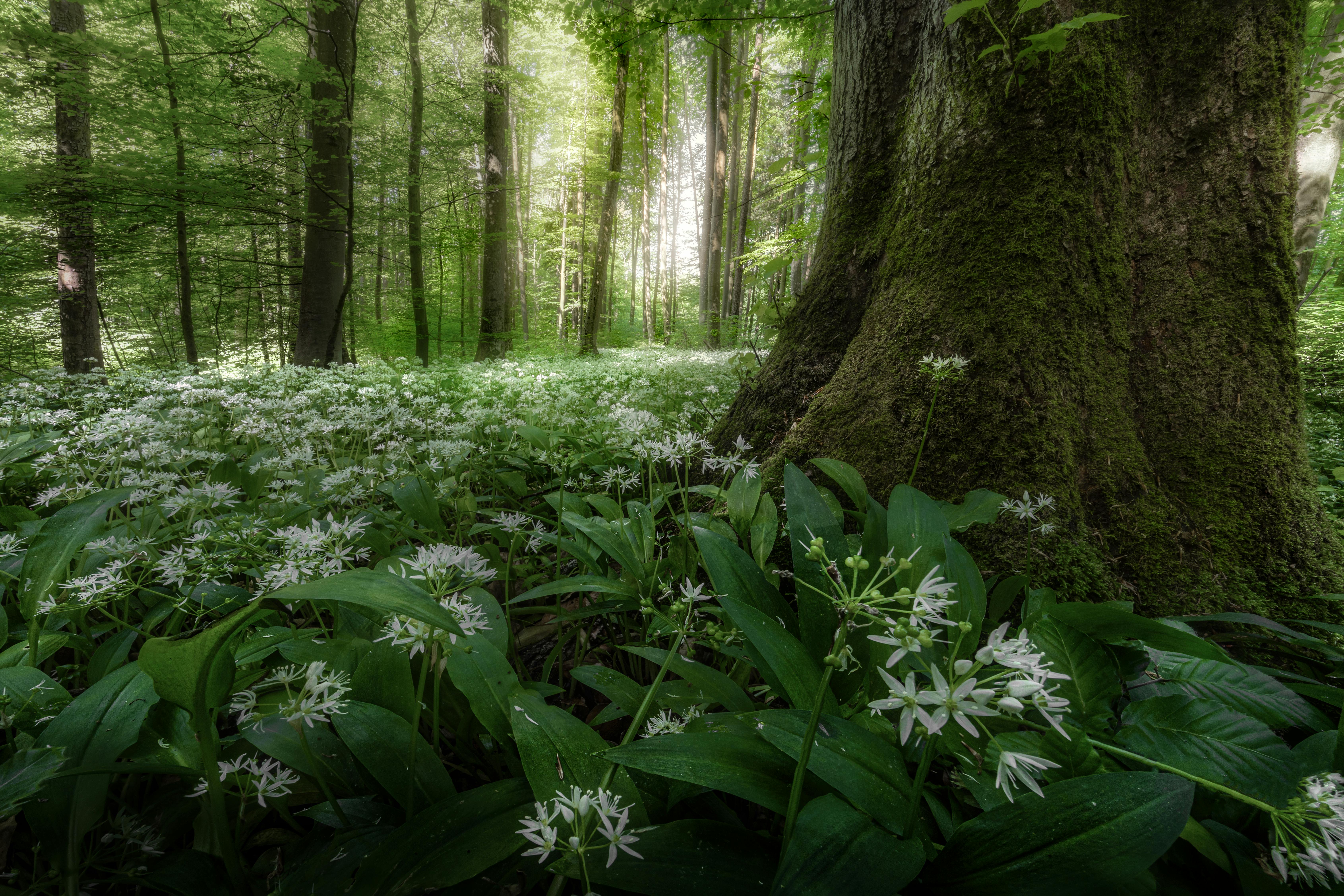 Wild Harvested Products: Preserving Biodiversity