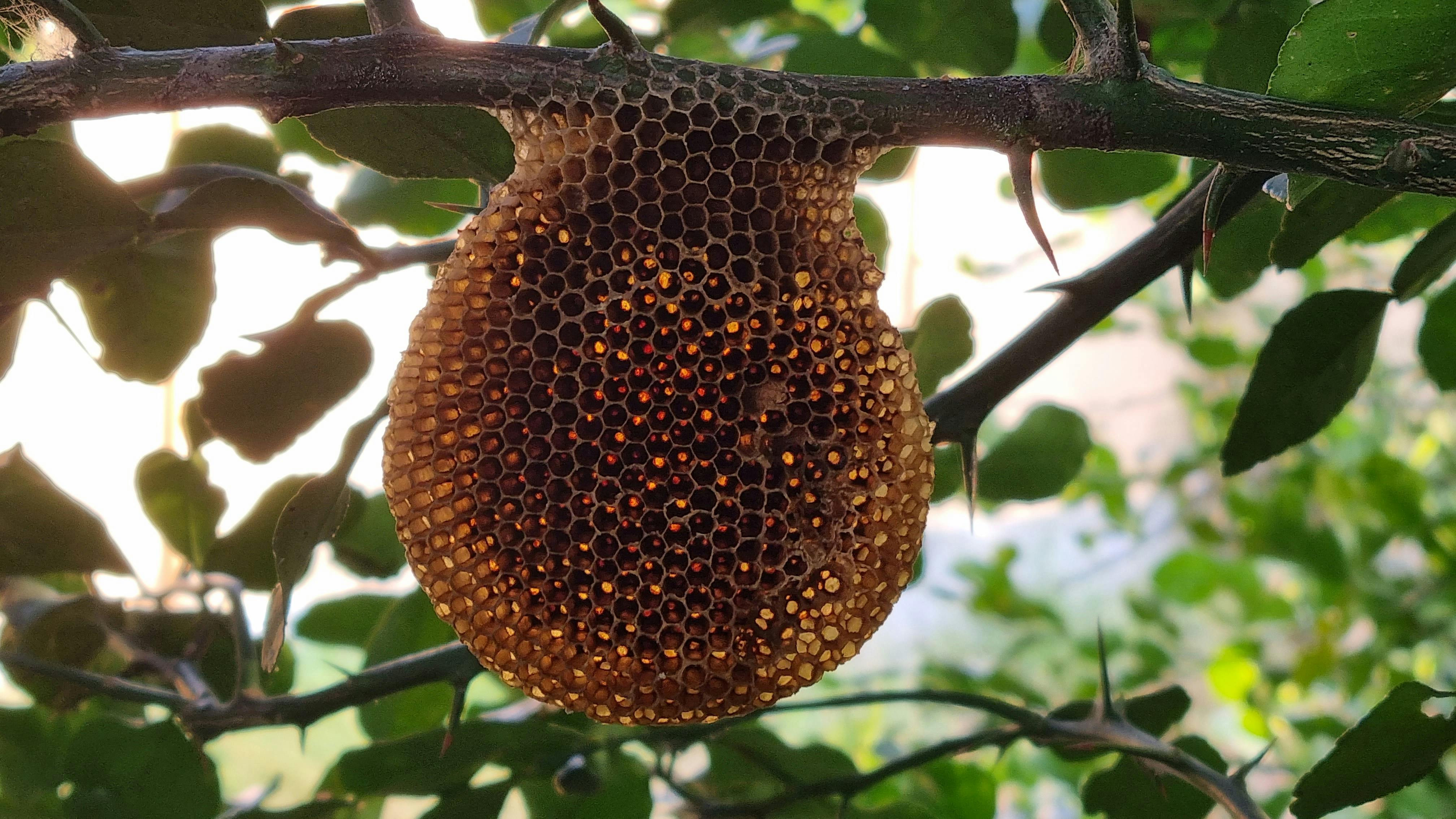 Wild Honey