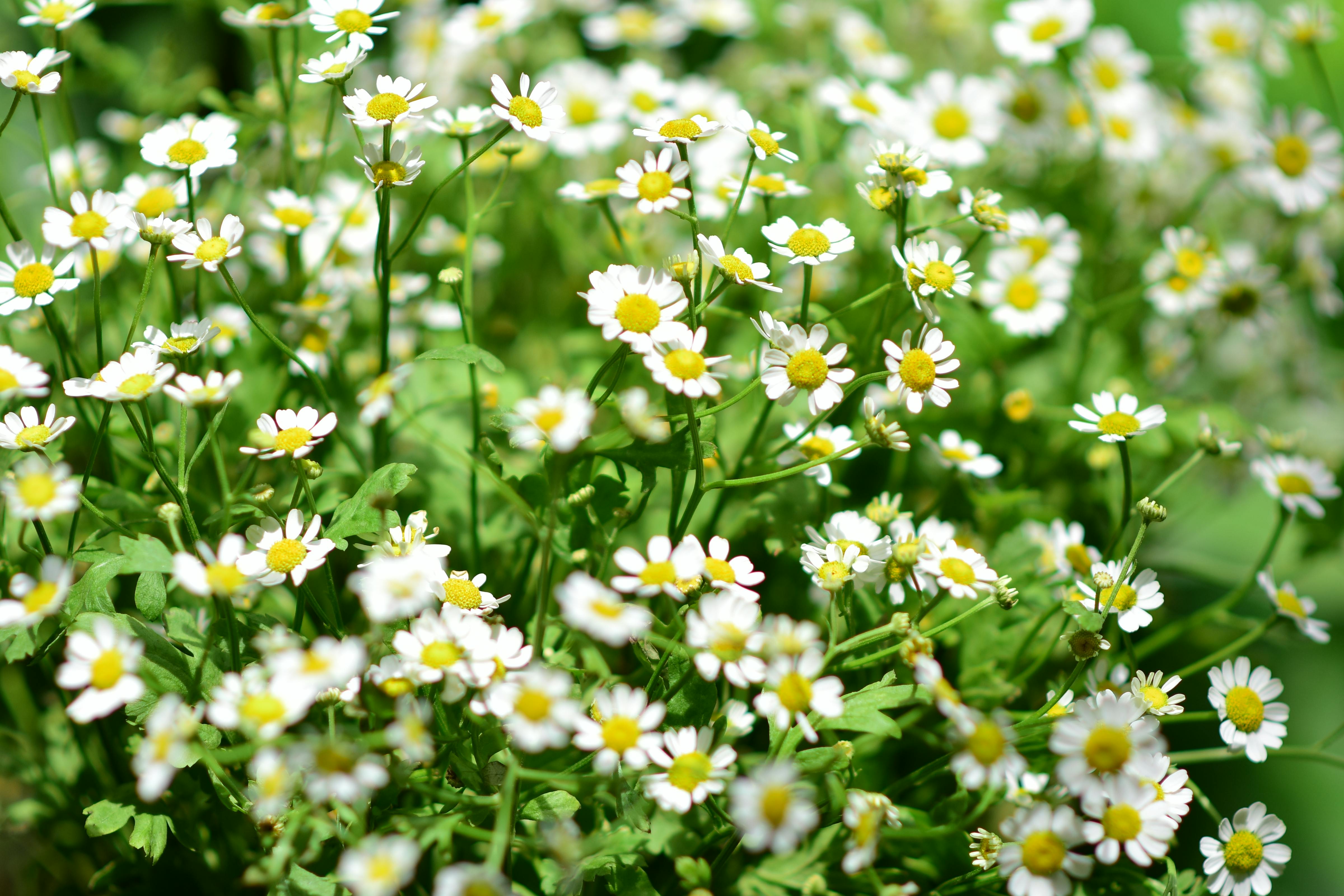 Medicinal Herbs